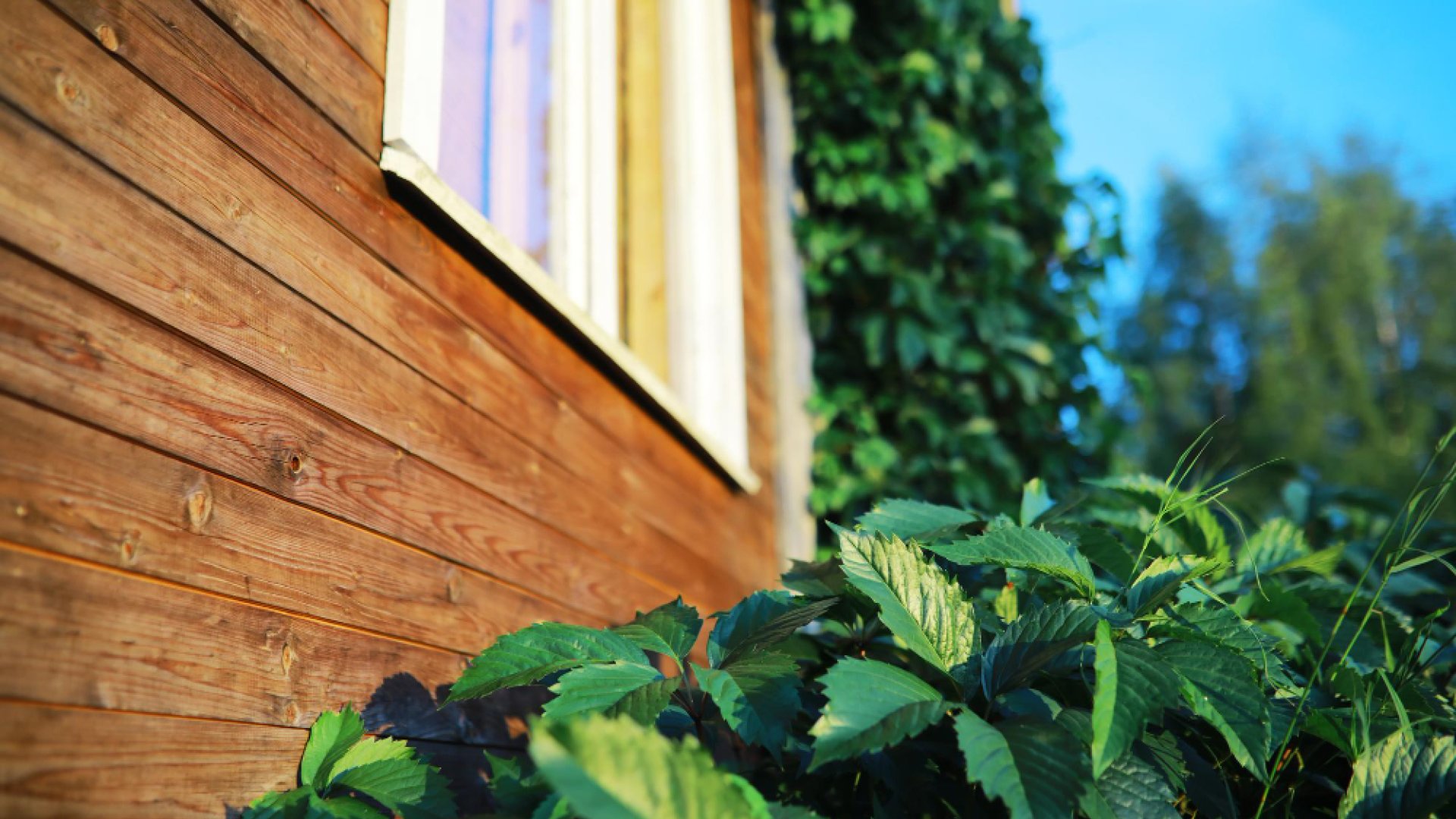 Tendencias 2025 en Viviendas Sostenibles: ¿Por qué las Casas de Madera Ganan Terreno?